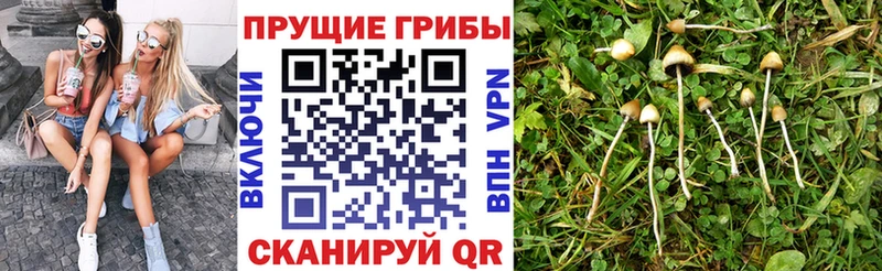 Псилоцибиновые грибы Cubensis Купить закладки Рошаль